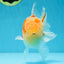 A Grade Sakura Oranda Male 4.5-5 inches #053025OR_28