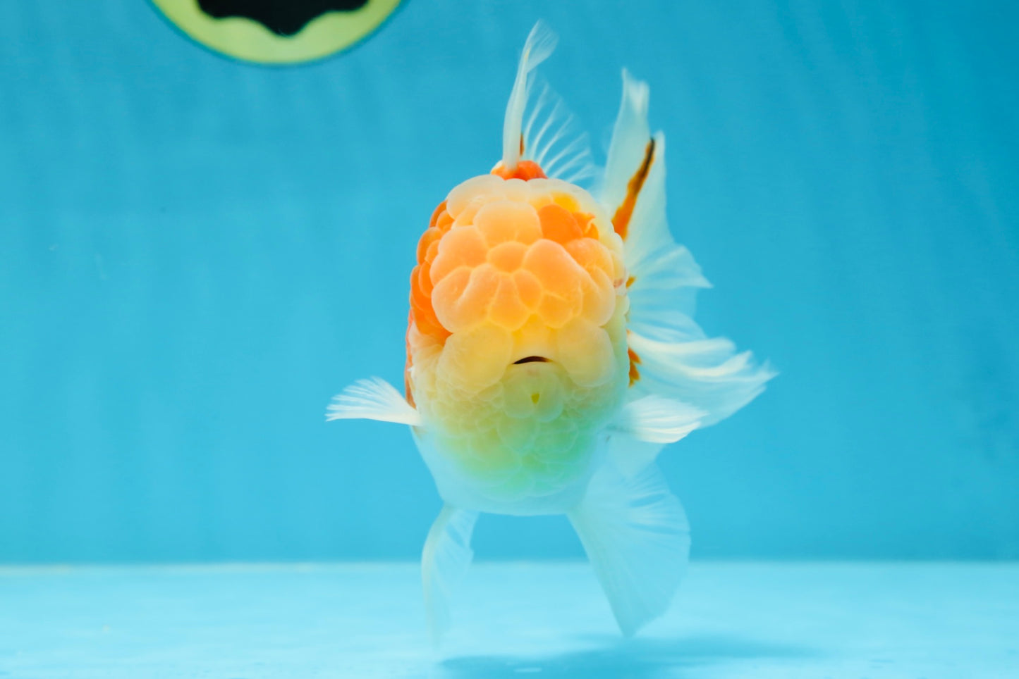 A Grade Sakura Oranda Male 4.5-5 inches #053025OR_28