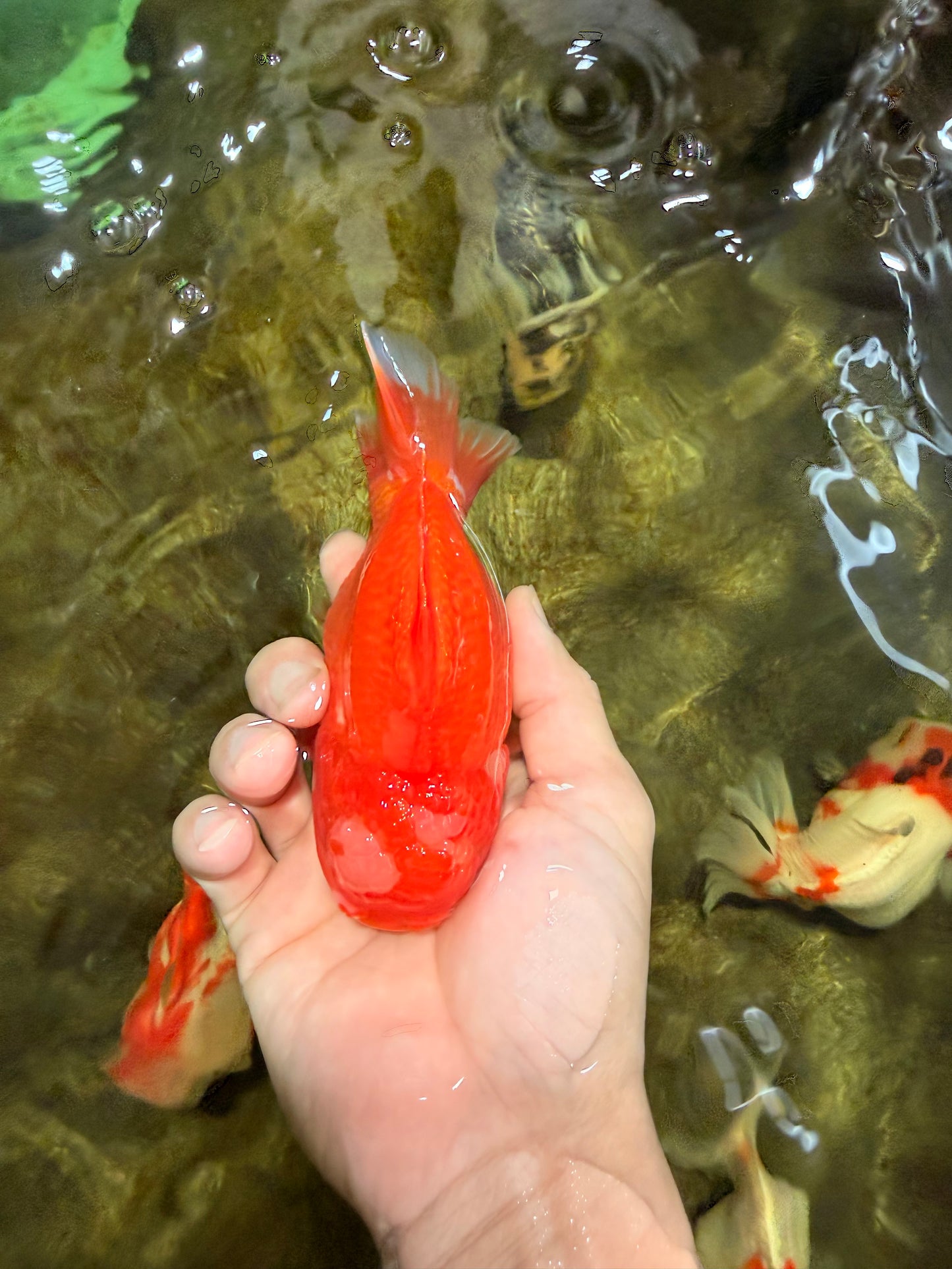 AAA Grade Red White Yuanbao Male 4.5 inches #103125YB_04