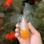 A Grade White Oranda Male 5.5-6 inches #100926OR_18