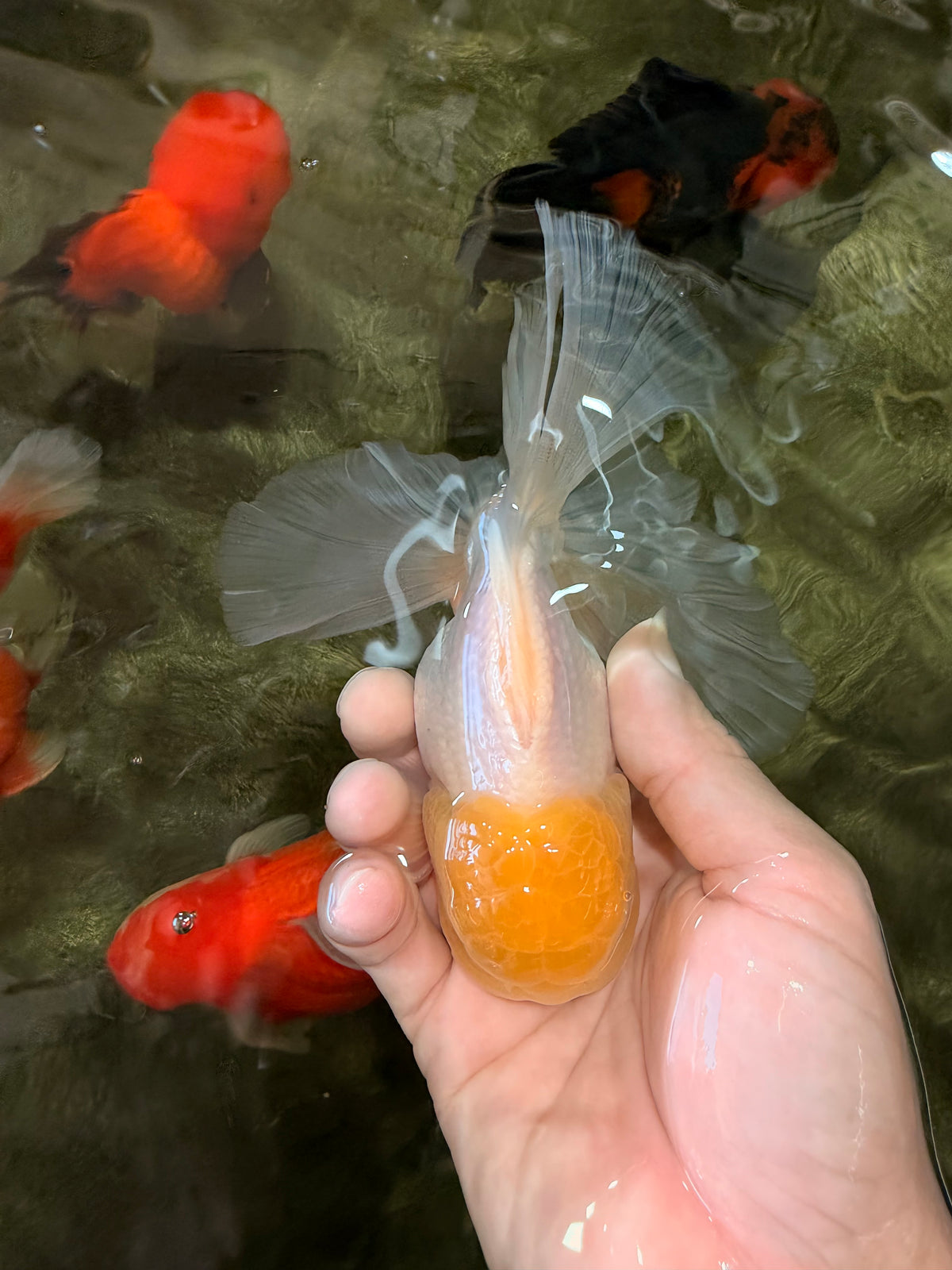 A Grade White Oranda Male 5.5-6 inches #100926OR_18