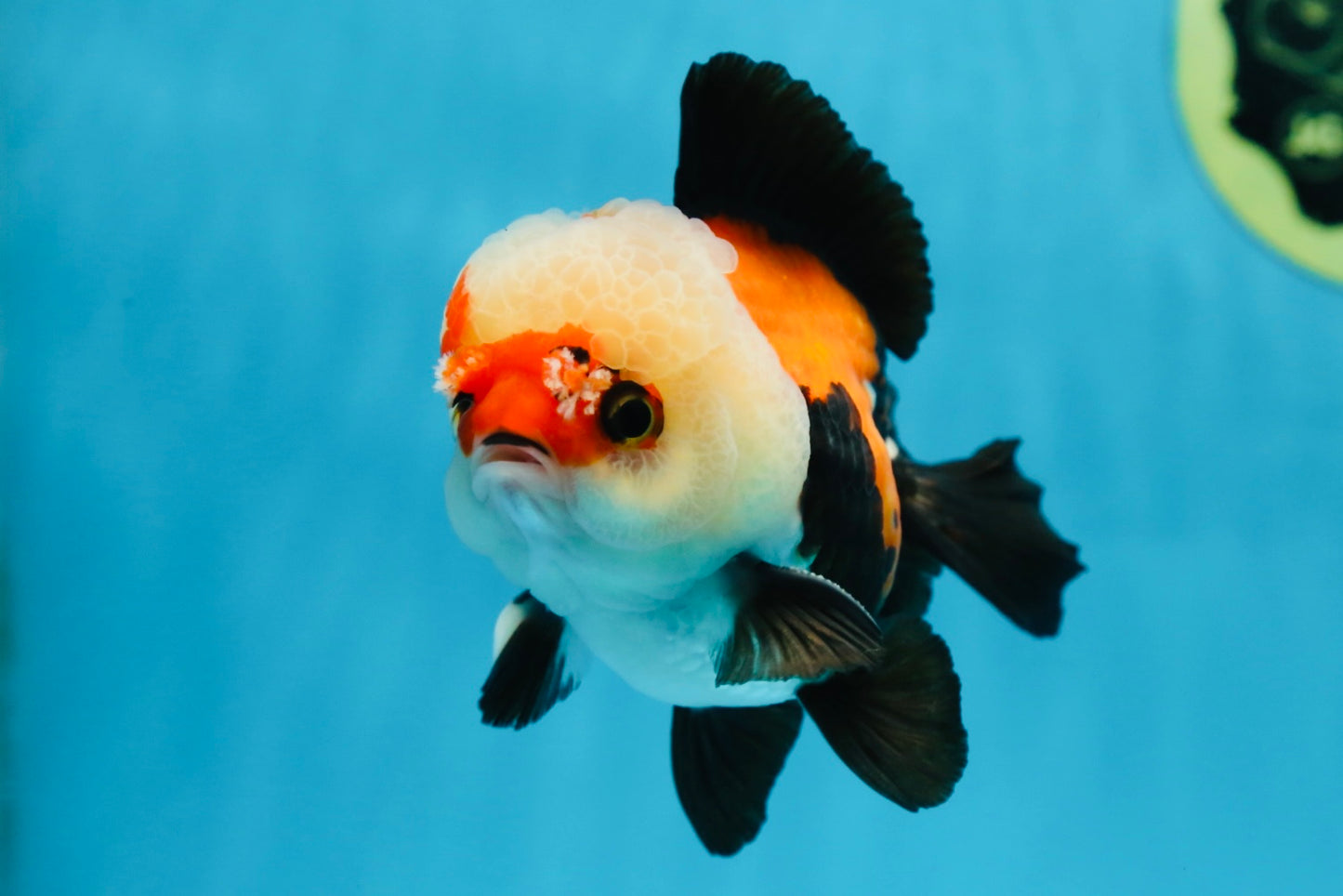 A Grade Adorable Pompom Tricolor Yuanbao Male 4-4.5 inches #071125YB_19