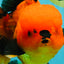 CHARLIE A Grade Apache Oranda Female 6-6.5 inches #080726OR_06
