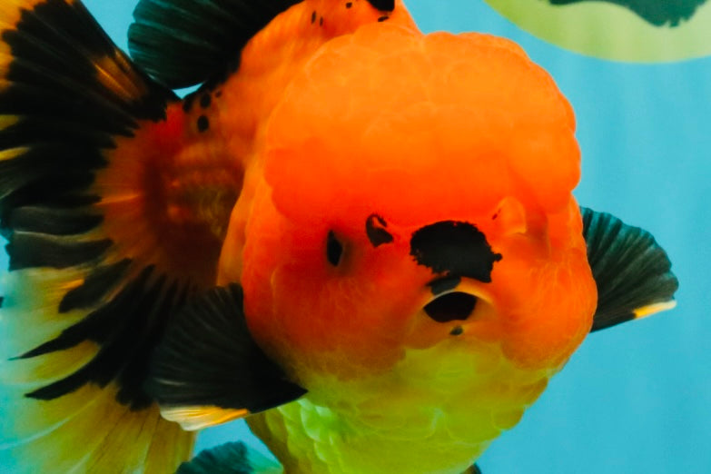 CHARLIE A Grade Apache Oranda Female 6-6.5 inches #080726OR_06