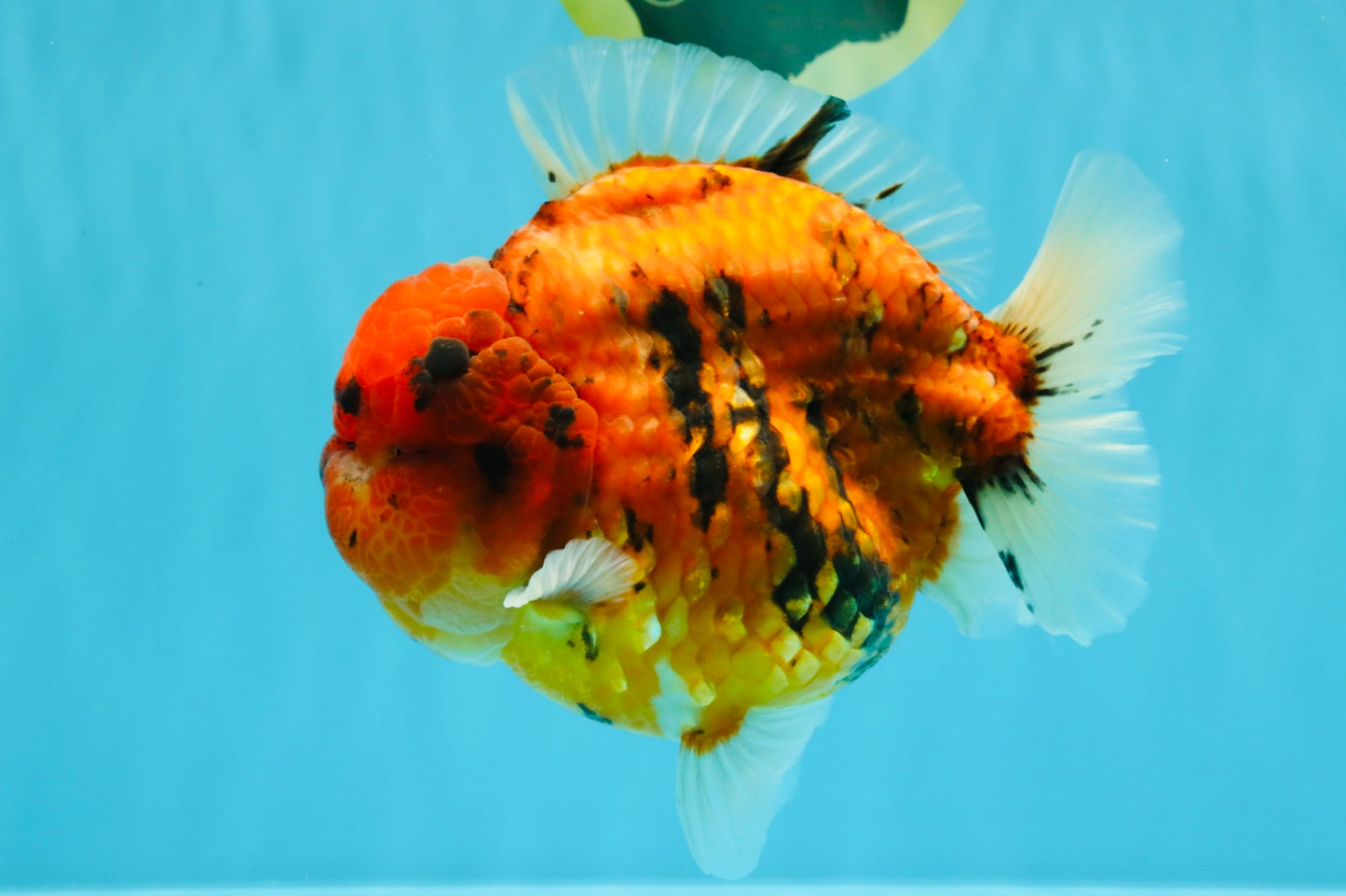 SUPER AAA Grade Godzilla Tiger Yuanbao Male 6.5 inches #022026YB_01