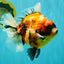 AAA Grade Jumbo Body Marble Sakura Oranda Male 6.5-7 inches #062626OR_02