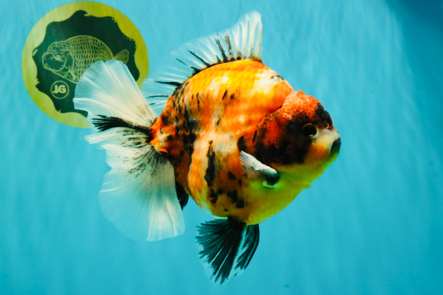 AAA Grade Jumbo Body Marble Sakura Oranda Male 6.5-7 inches #062626OR_02