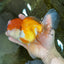 A Grade Orange White Oranda Female 6.5 inches #070425OR_22
