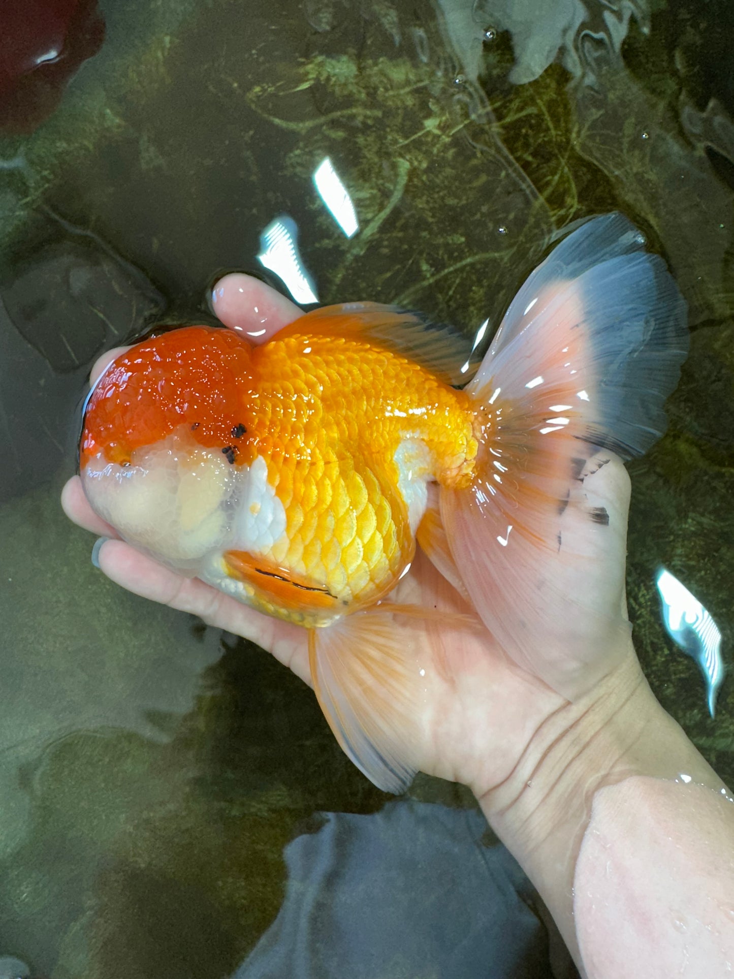 A Grade Orange White Oranda Female 6.5 inches #070425OR_22