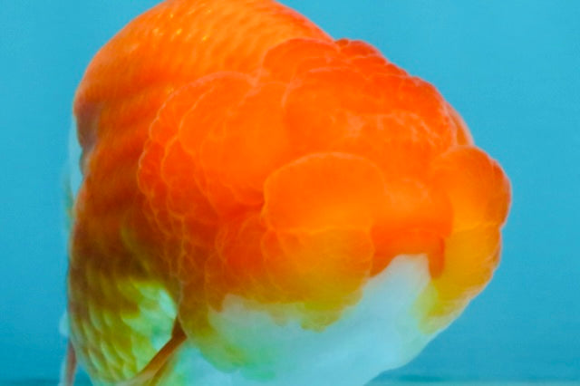 A Grade Red White LionQueen 4 inches #112825LC_06