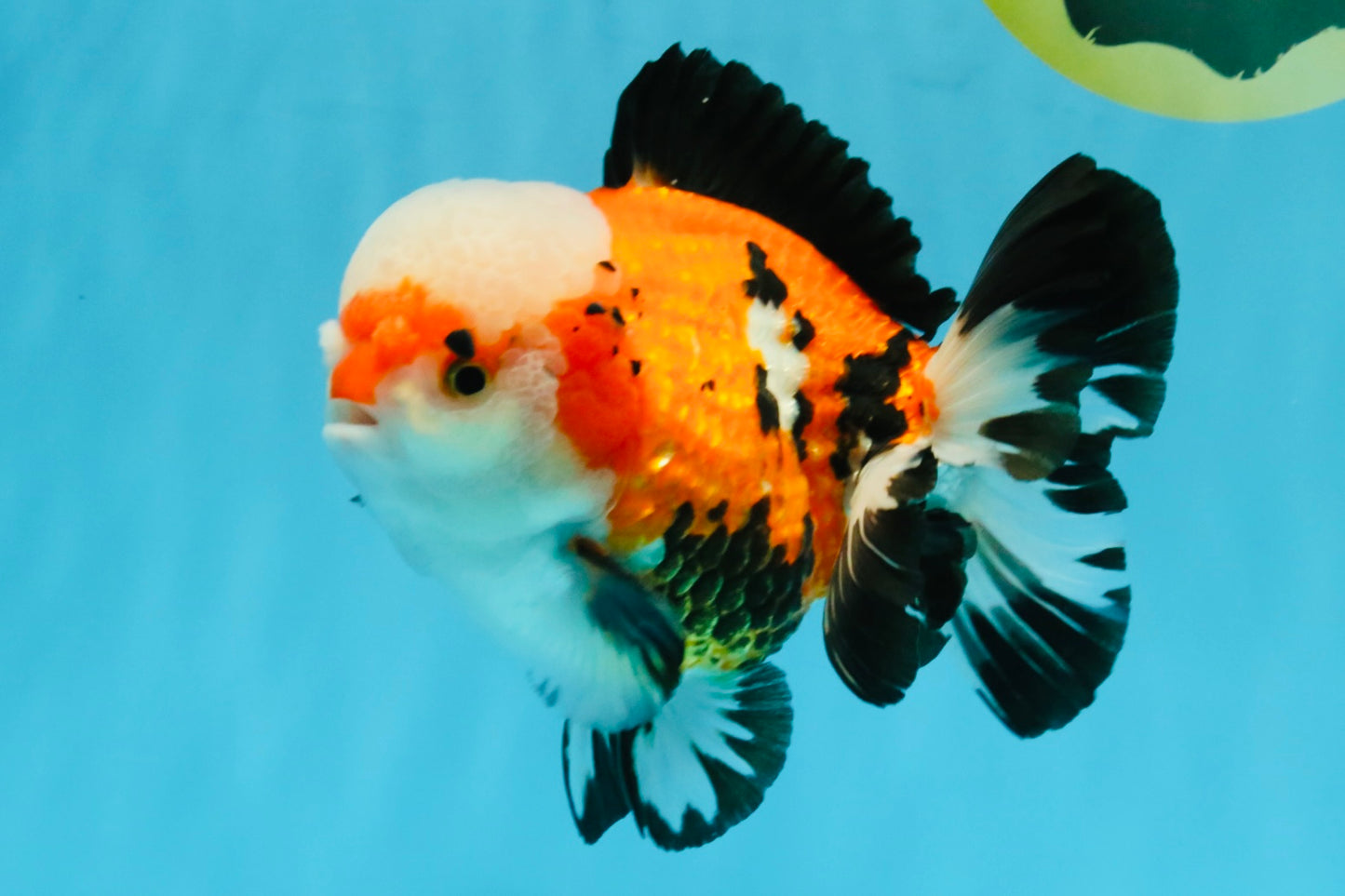 TURKEY AAA Grade Pompom Tricolor Jade Head Yuanbao Male 5.5-6 inches #032726YB_03