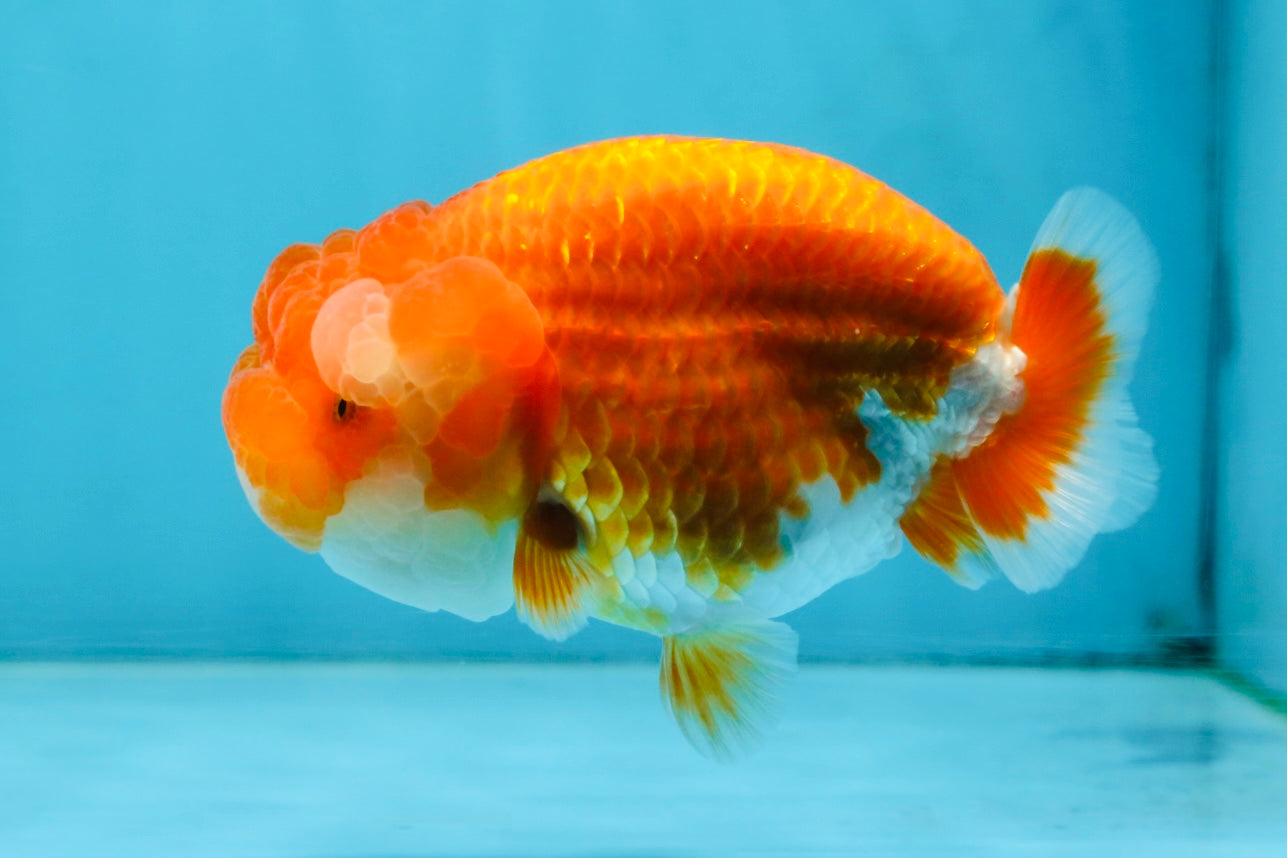 A Grade Young Red White LionQueen 4 inches #101025LC_10