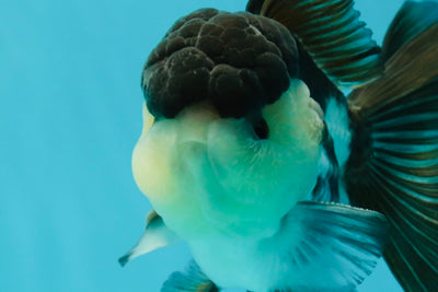 A Grade Panda Oranda Male 4.5-5 inches #1004OR_37