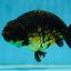 A Grade Kirin Ranchu Male 5 inches #062725LC_03