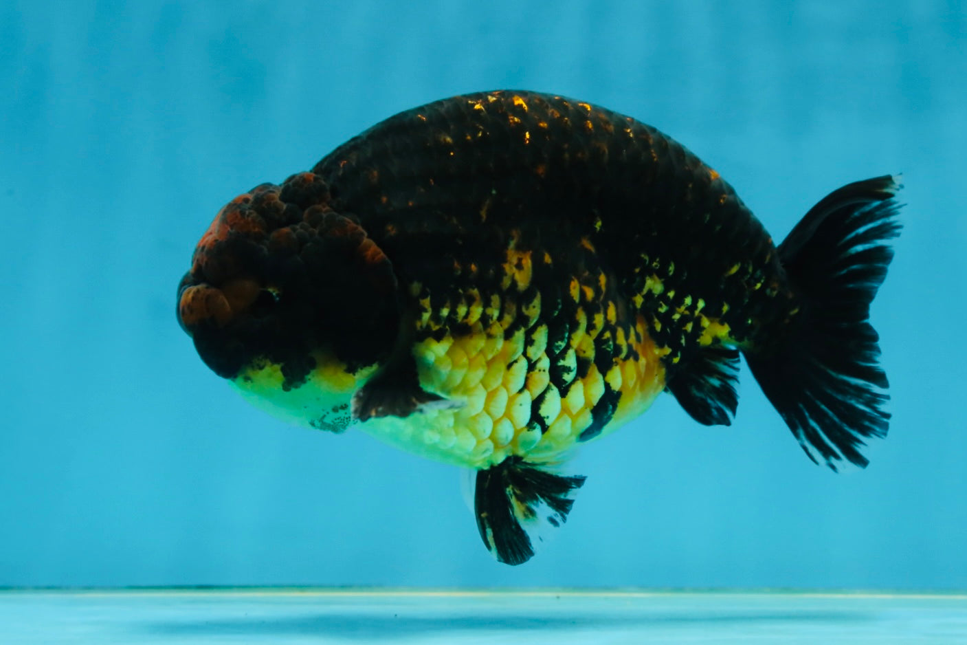 A Grade Kirin Ranchu Male 5 inches #062725LC_03