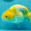 Lemon Neon Ranchu Female 6 inches #0112RC_09