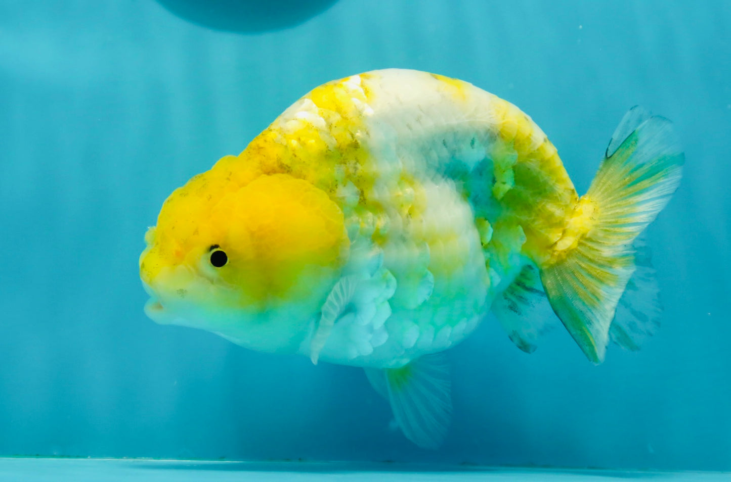 Lemon Neon Ranchu Female 6 inches #0112RC_09