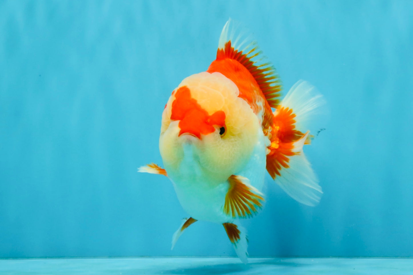 CHUBBY AAA Grade Red White Yuanbao Male 6 inches #040326YB_01