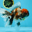 A Grade Kirin Oranda Female 6 inches #110725OR_02