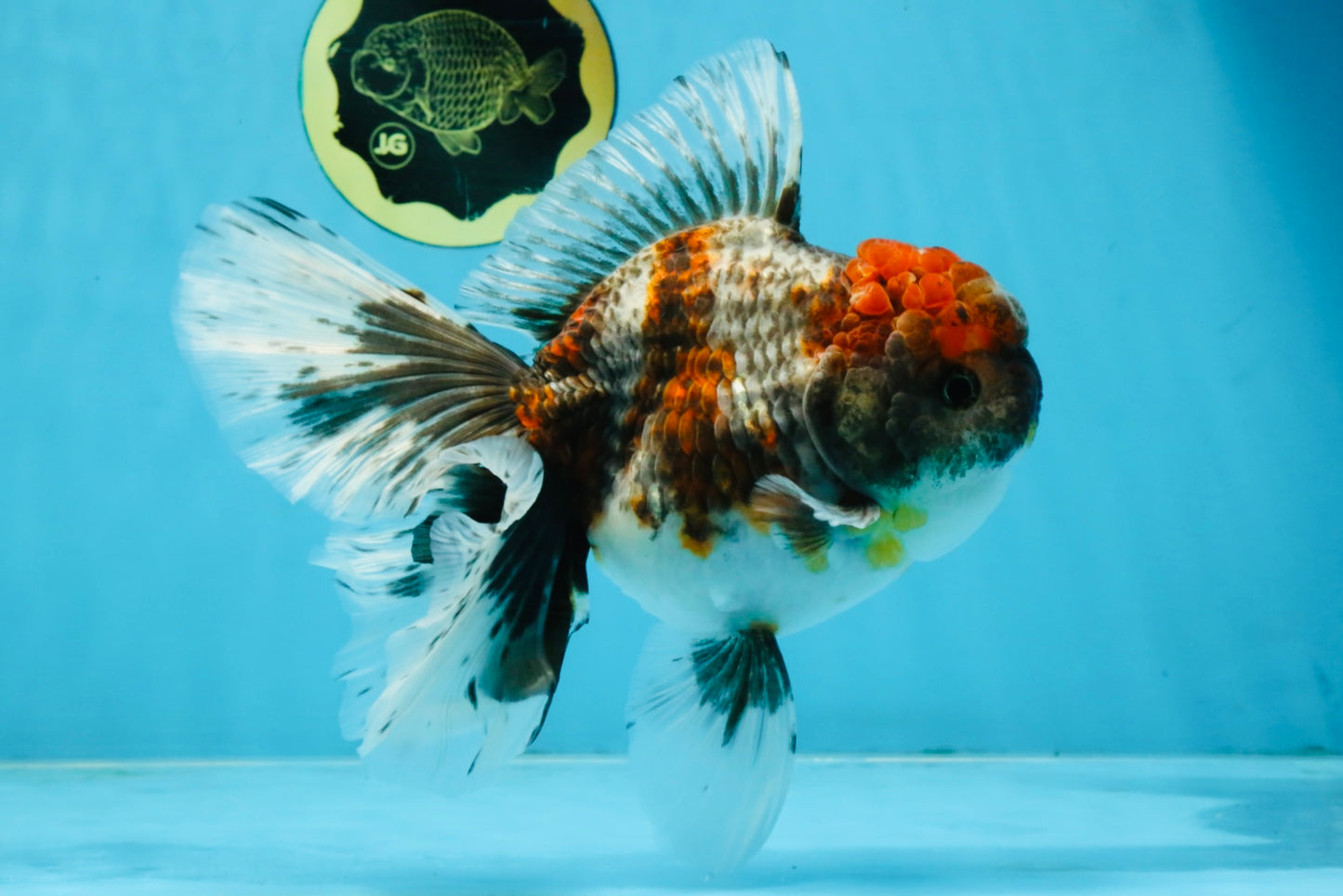 A Grade Kirin Oranda Female 6 inches #110725OR_02