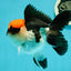 A Grade Villain Tricolor Oranda Male 5.5 inches #111524OR_30