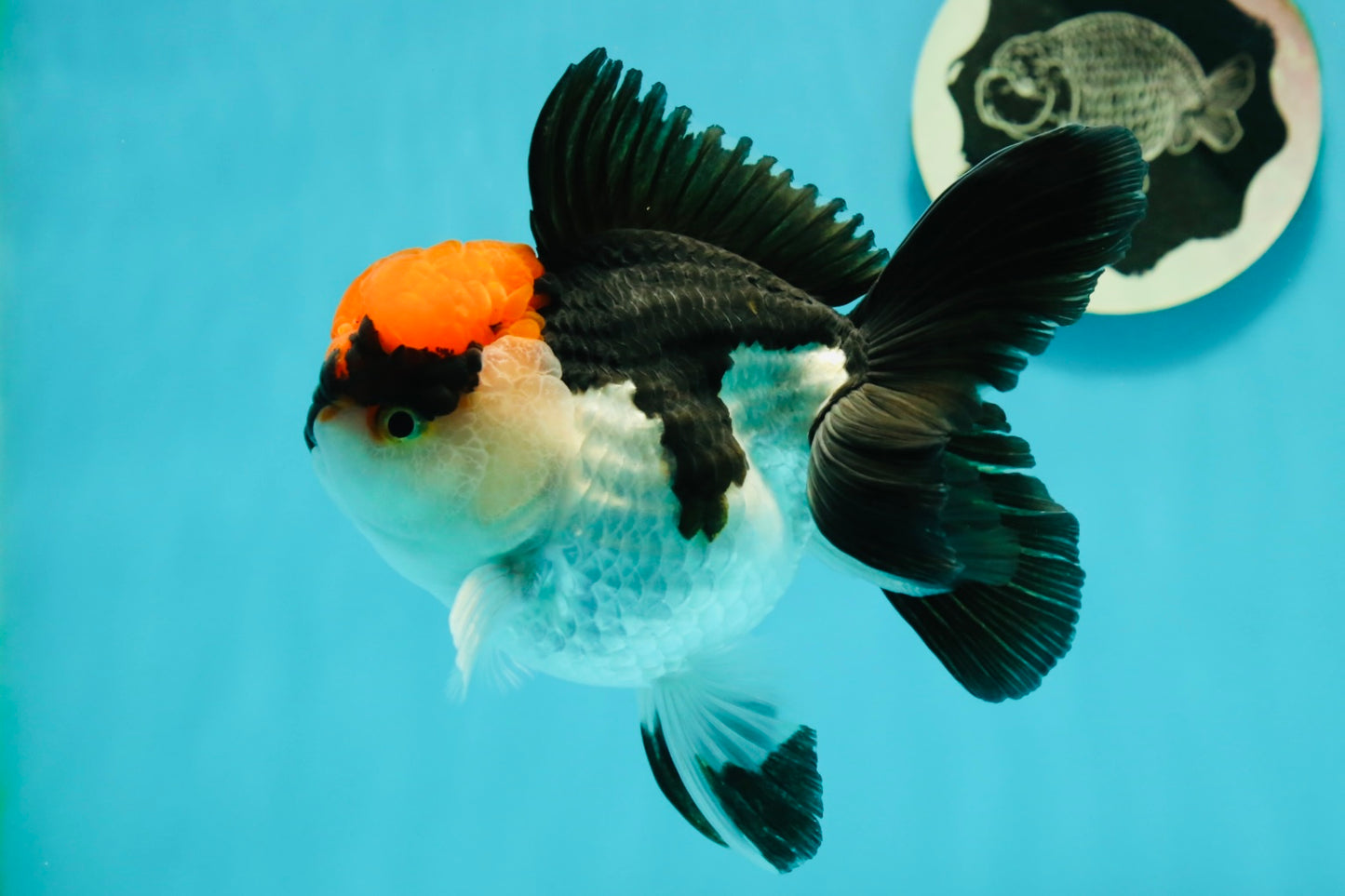 A Grade Villain Tricolor Oranda Male 5.5 inches #111524OR_30