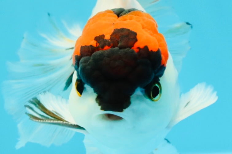 A Grade Tricolor Oranda Male 5.5 inches #030626OR_21