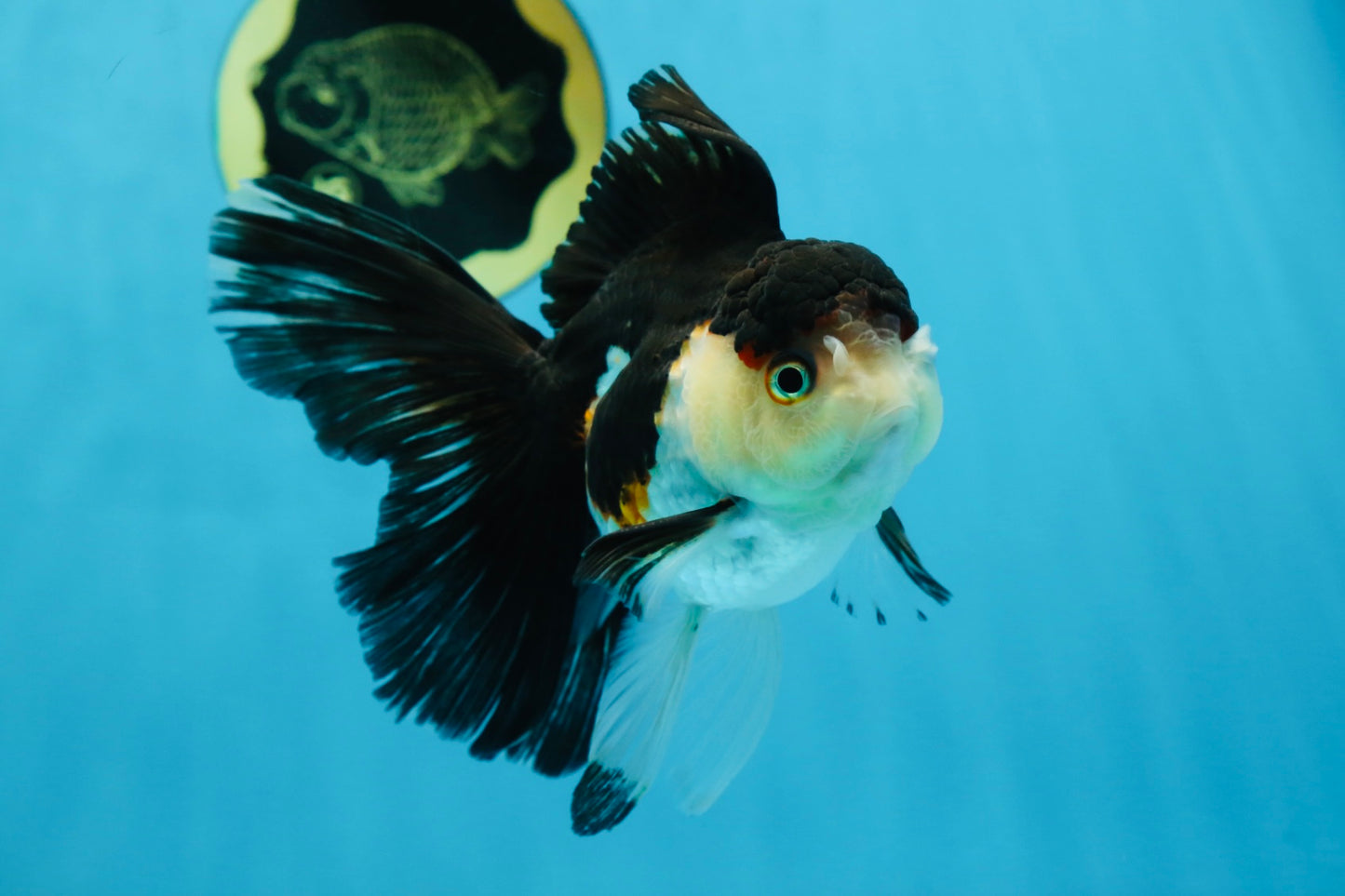 A Grade Tricolor Oranda Female 5-5.5 inches #070425OR_21