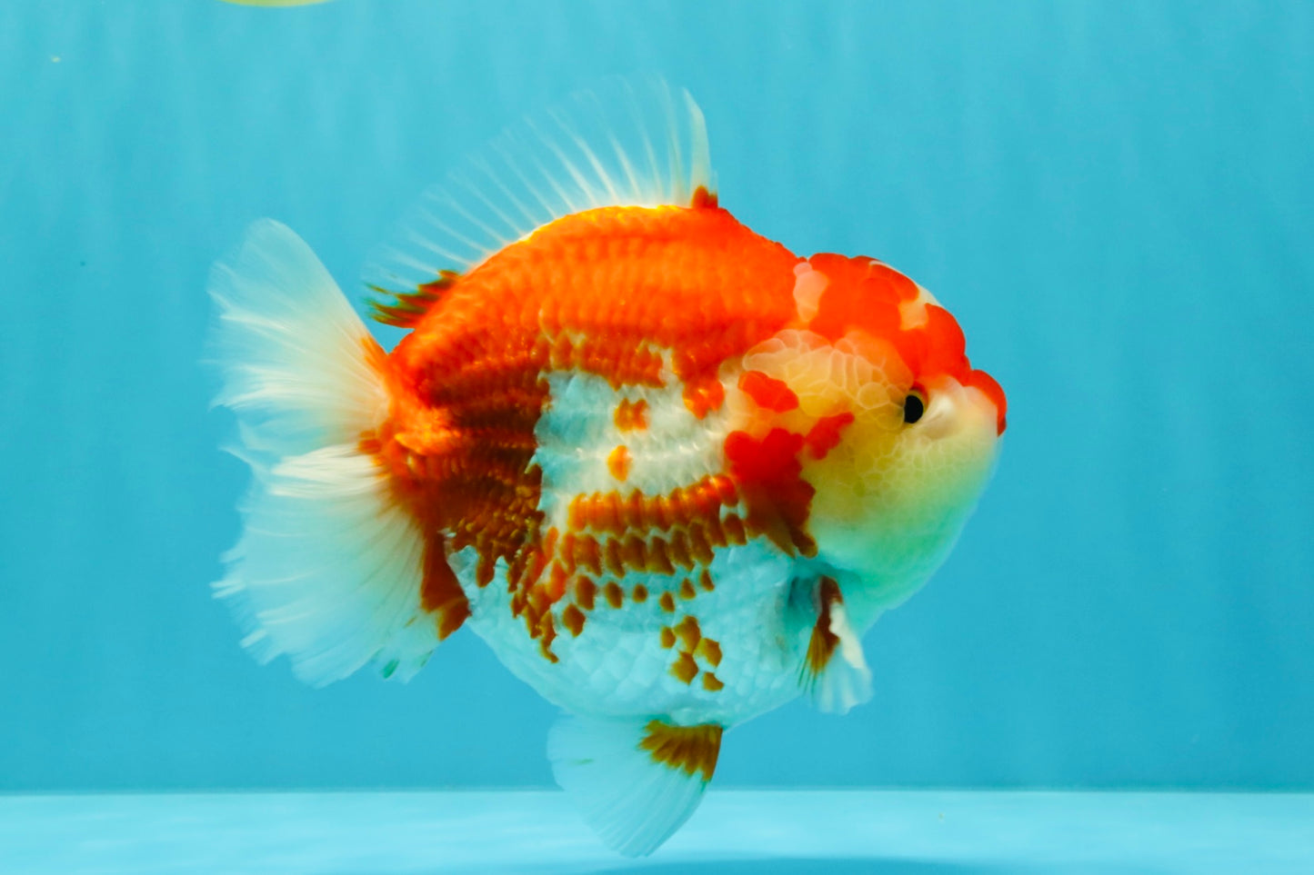 JUMBO A Grade Red White Yuanbao Male 5.5-6 inches #032026YB_22