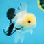 Panda Oranda Male 5 inches #091225OR_23