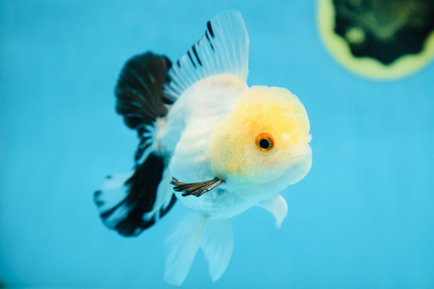 Panda Oranda Male 5 inches #091225OR_23