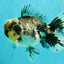 AAA Grade Super Special Marble Kirin Oranda Male 6 inches #061926OR_16