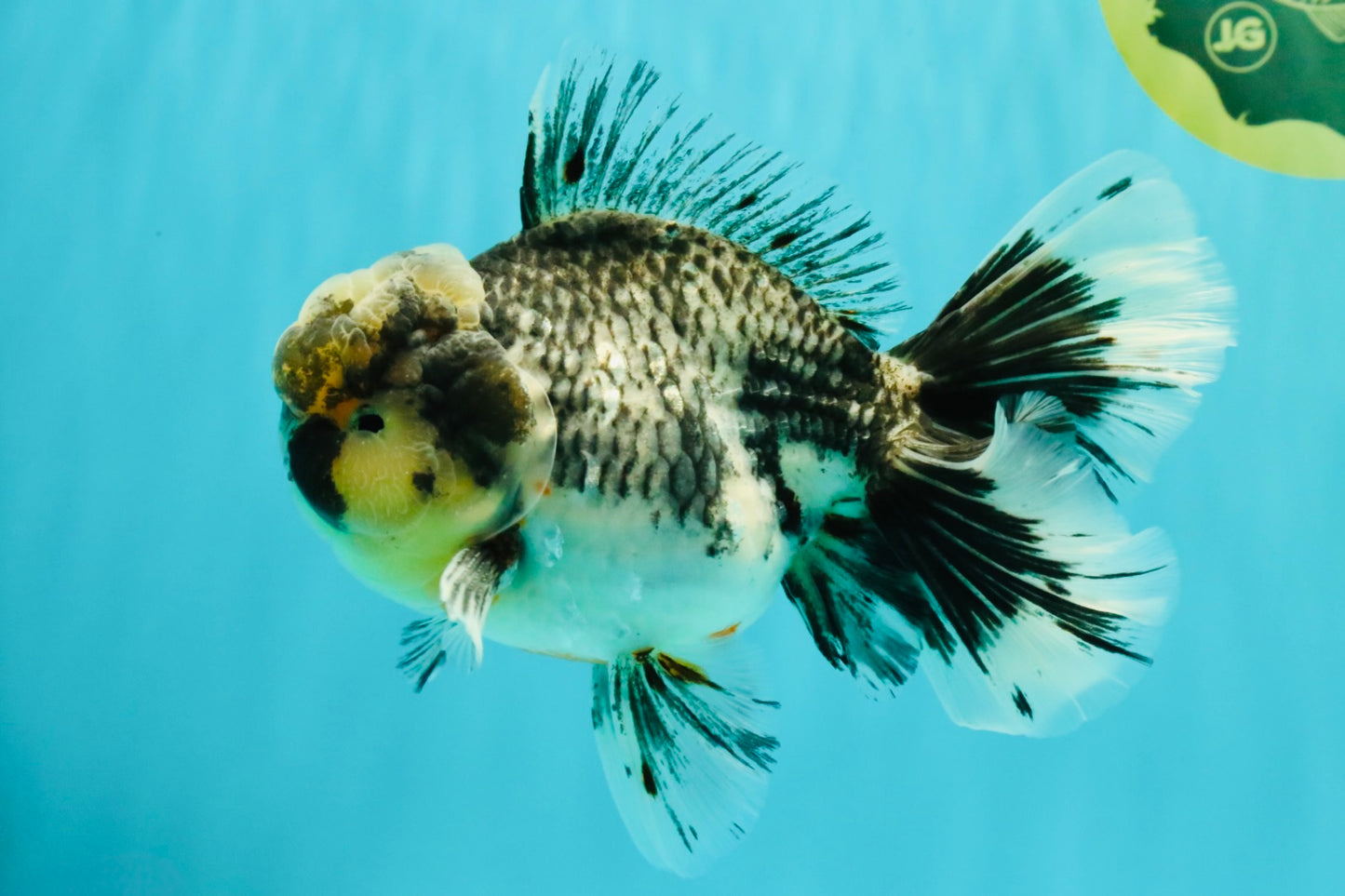 AAA Grade Super Special Marble Kirin Oranda Male 6 inches #061926OR_16