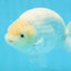 A Grade Snow White Sakura Ranchu Male 5.5 inches #110725RC_15