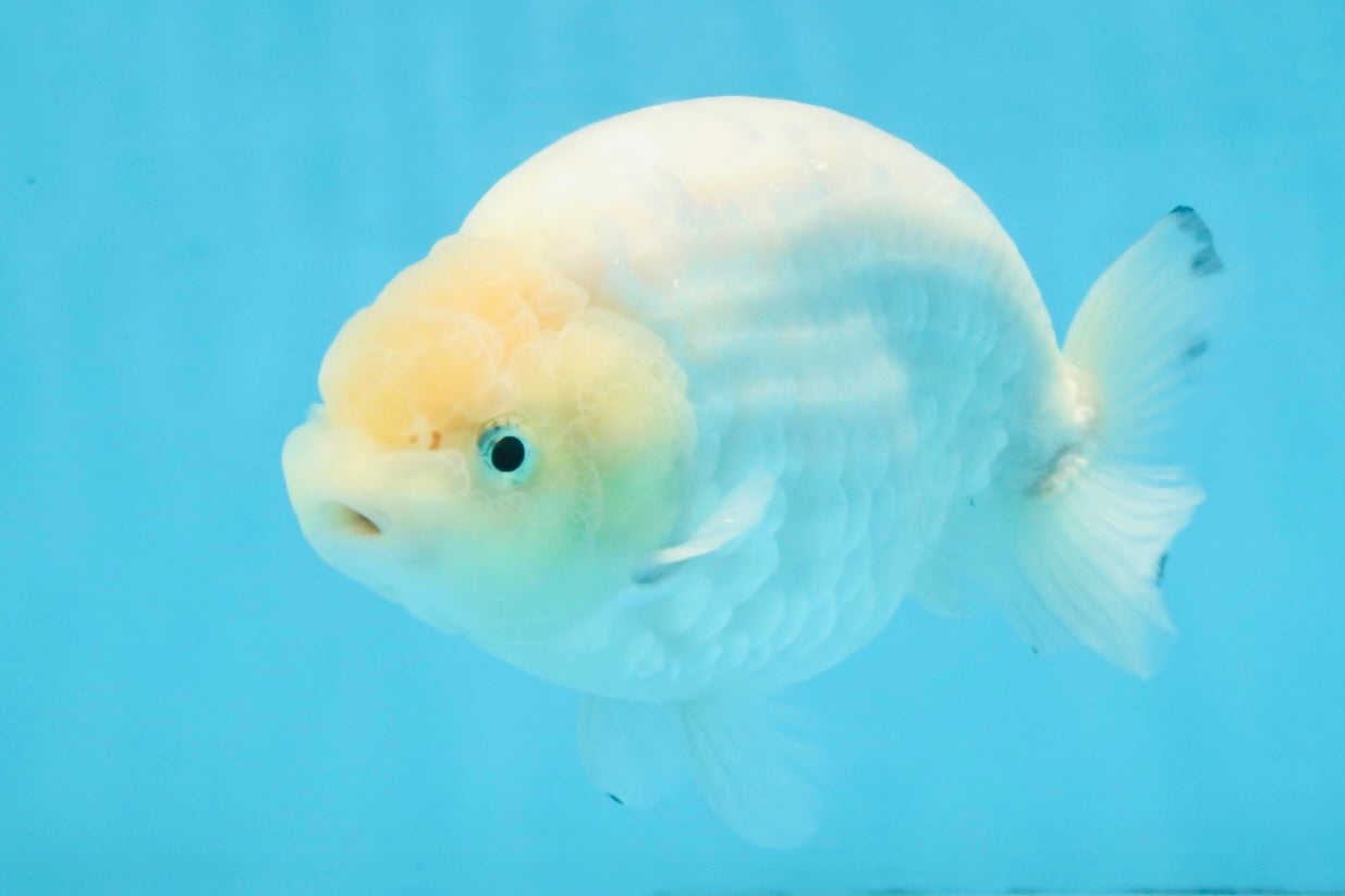 A Grade Snow White Sakura Ranchu Male 5.5 inches #110725RC_15