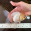 A Grade White Oranda Female 5.5 inches #062725OR_22