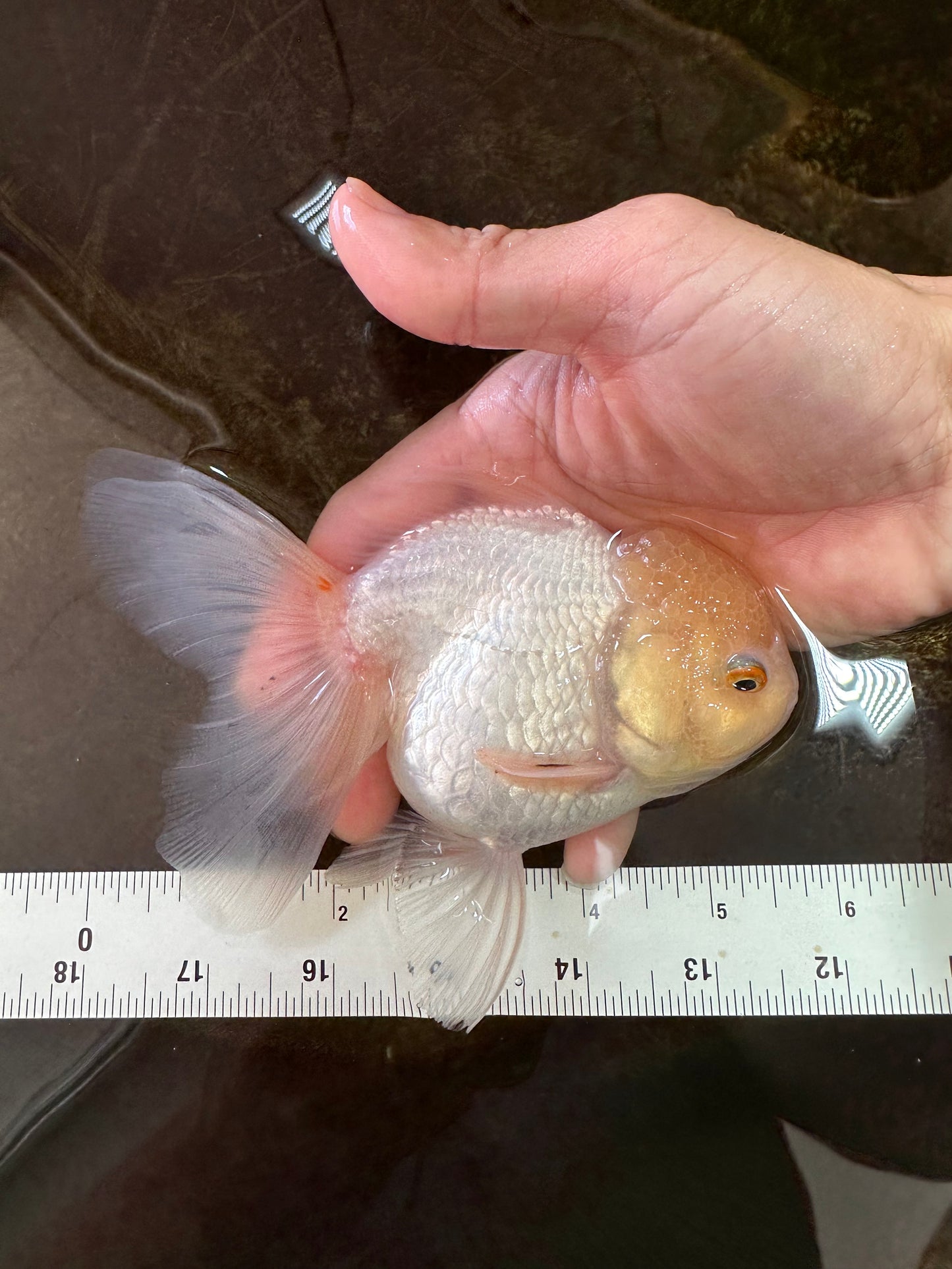 A Grade White Oranda Female 5.5 inches #062725OR_22