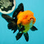 A Grade Grumpy Apache (Black Orange) Oranda Female 5 inches #110824OR_02