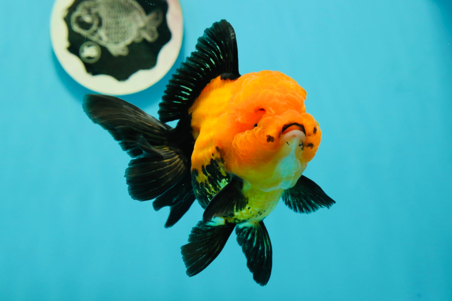 A Grade Grumpy Apache (Black Orange) Oranda Female 5 inches #110824OR_02