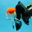 AAA Grade Tricolor Oranda Male 6 inches #052325_12
