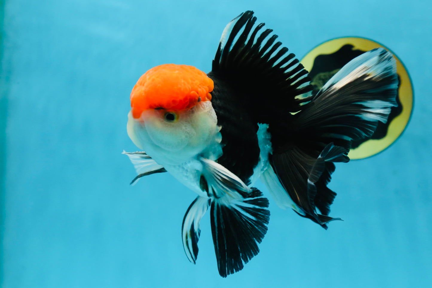 AAA Grade Tricolor Oranda Male 6 inches #052325_12