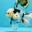 A Grade Panda Oranda Male 5.5 inches #120624OR_01