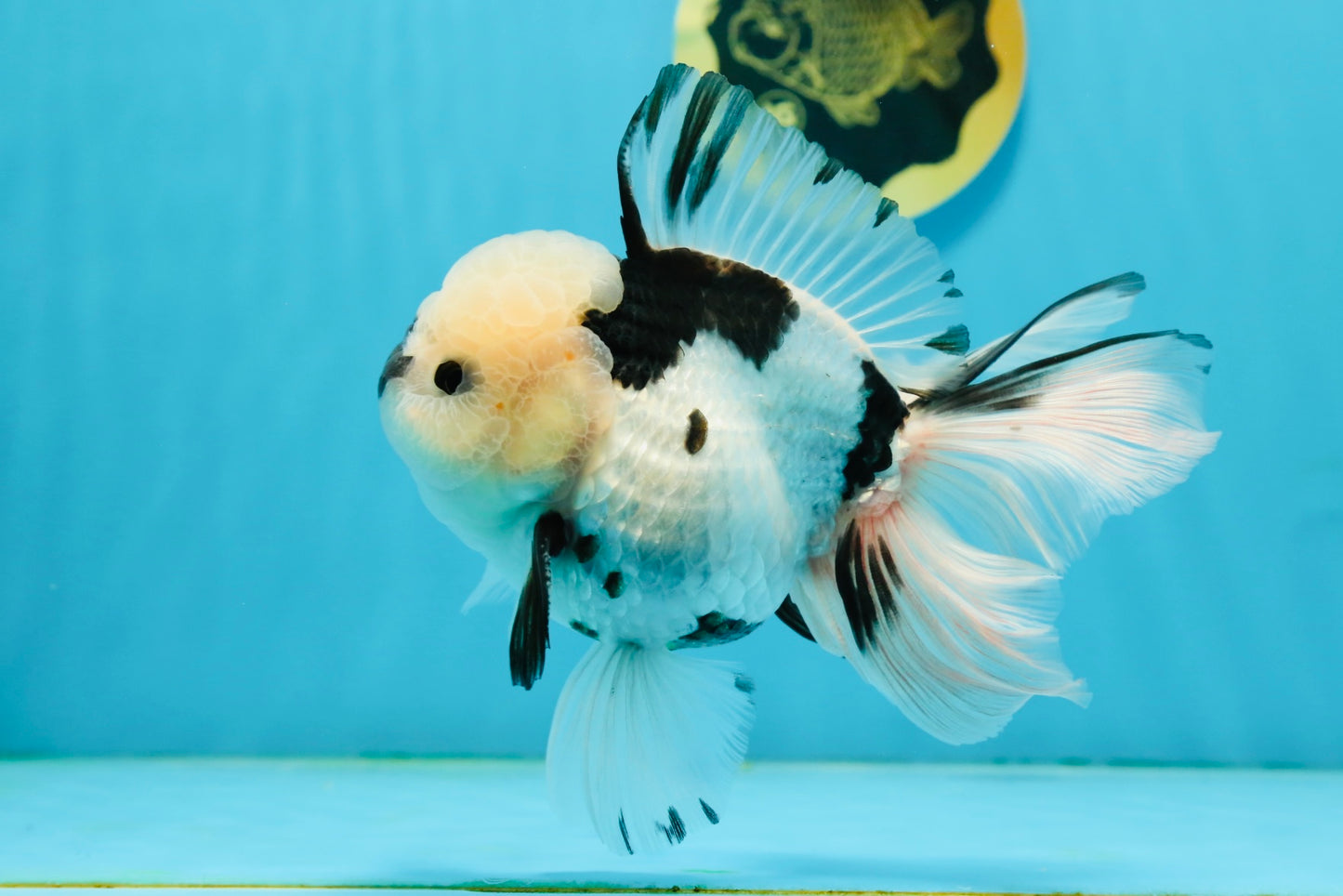 A Grade Panda Oranda Male 5.5 inches #120624OR_01