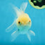 White Beauty Oranda Male 4.5-5 inches #071125OR_14