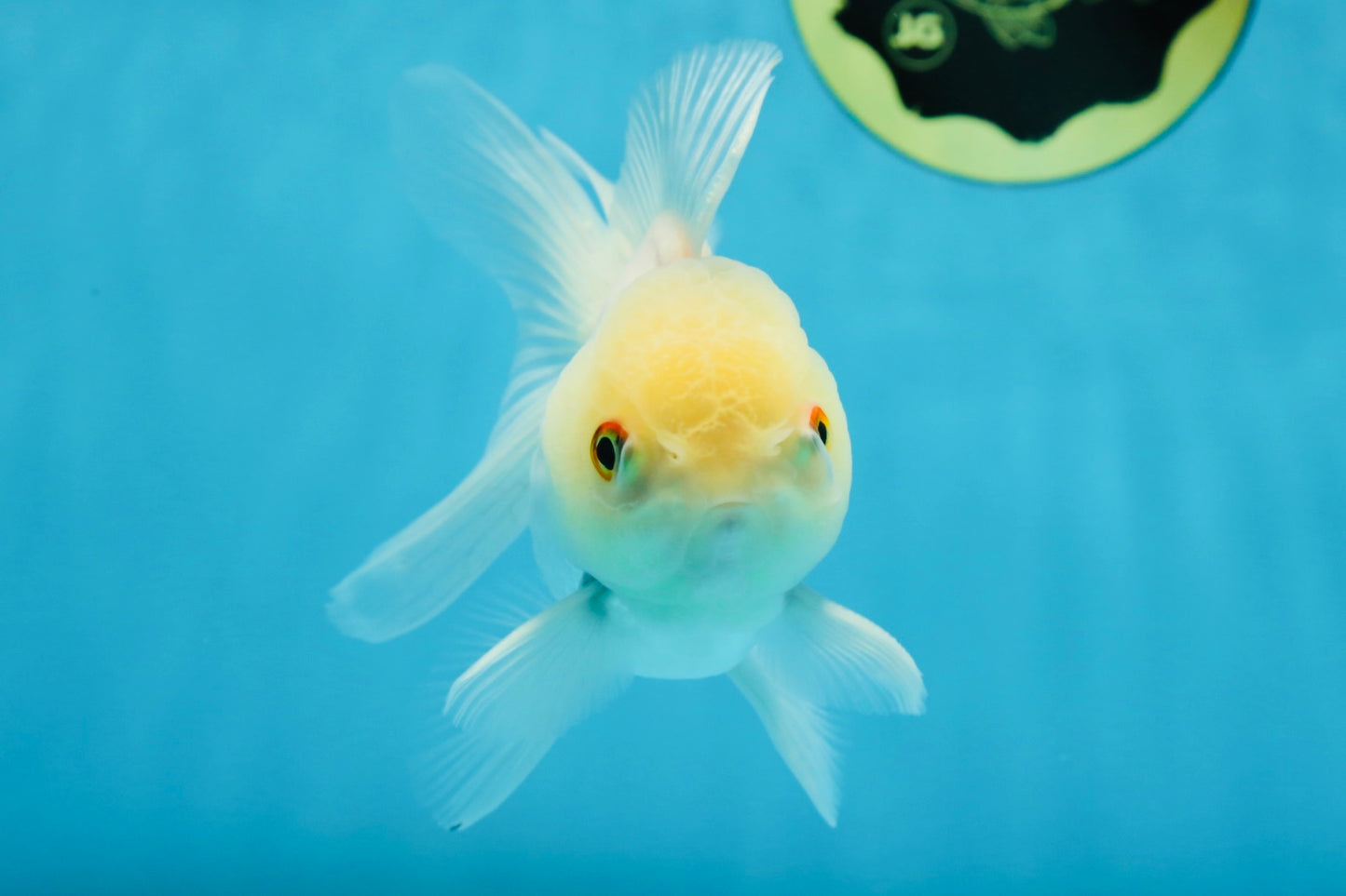 White Beauty Oranda Male 4.5-5 inches #071125OR_14