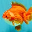 CHUBBY AAA Grade Red White Yuanbao Male 5-5.5 inches #051526YB_12