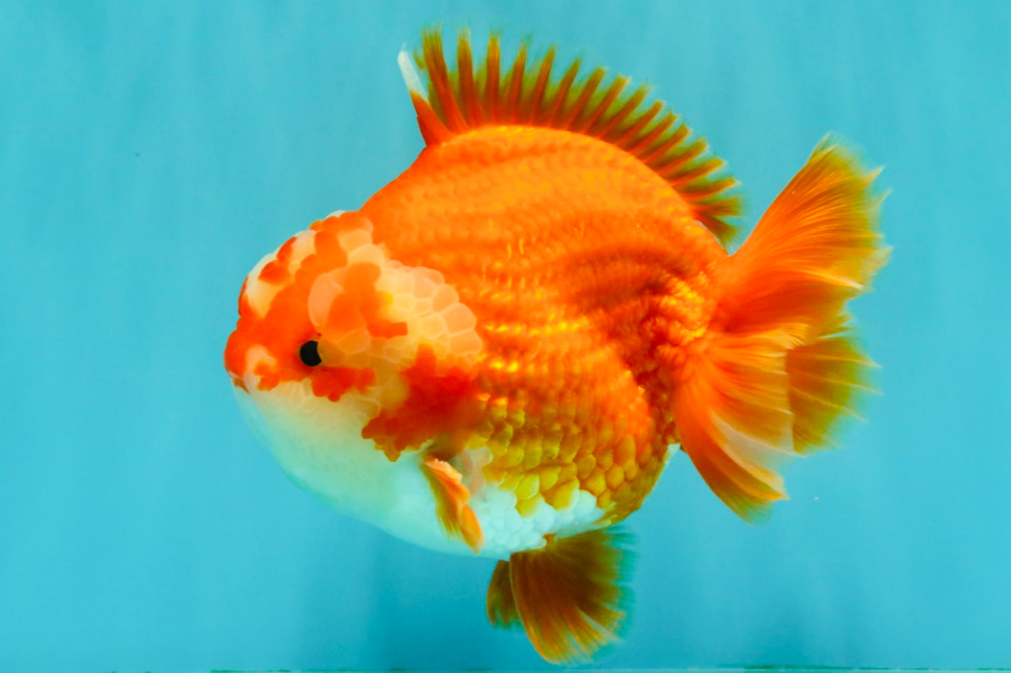 CHUBBY AAA Grade Red White Yuanbao Male 5-5.5 inches #051526YB_12