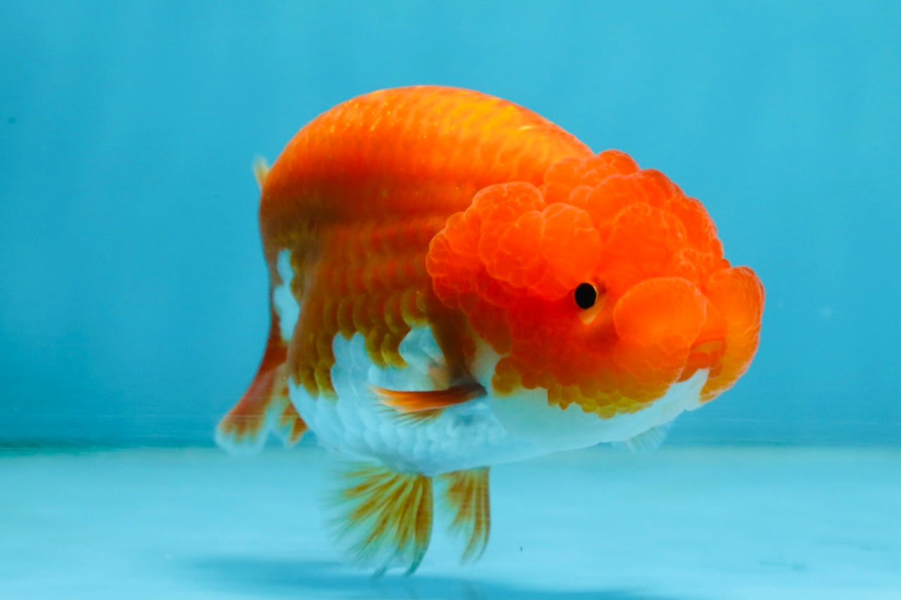 AAA Grade Young Red White LionQueen 4 inches #101025LC_08