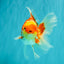 A Grade Red White Oranda Female 5.5 inches #071726OR_20