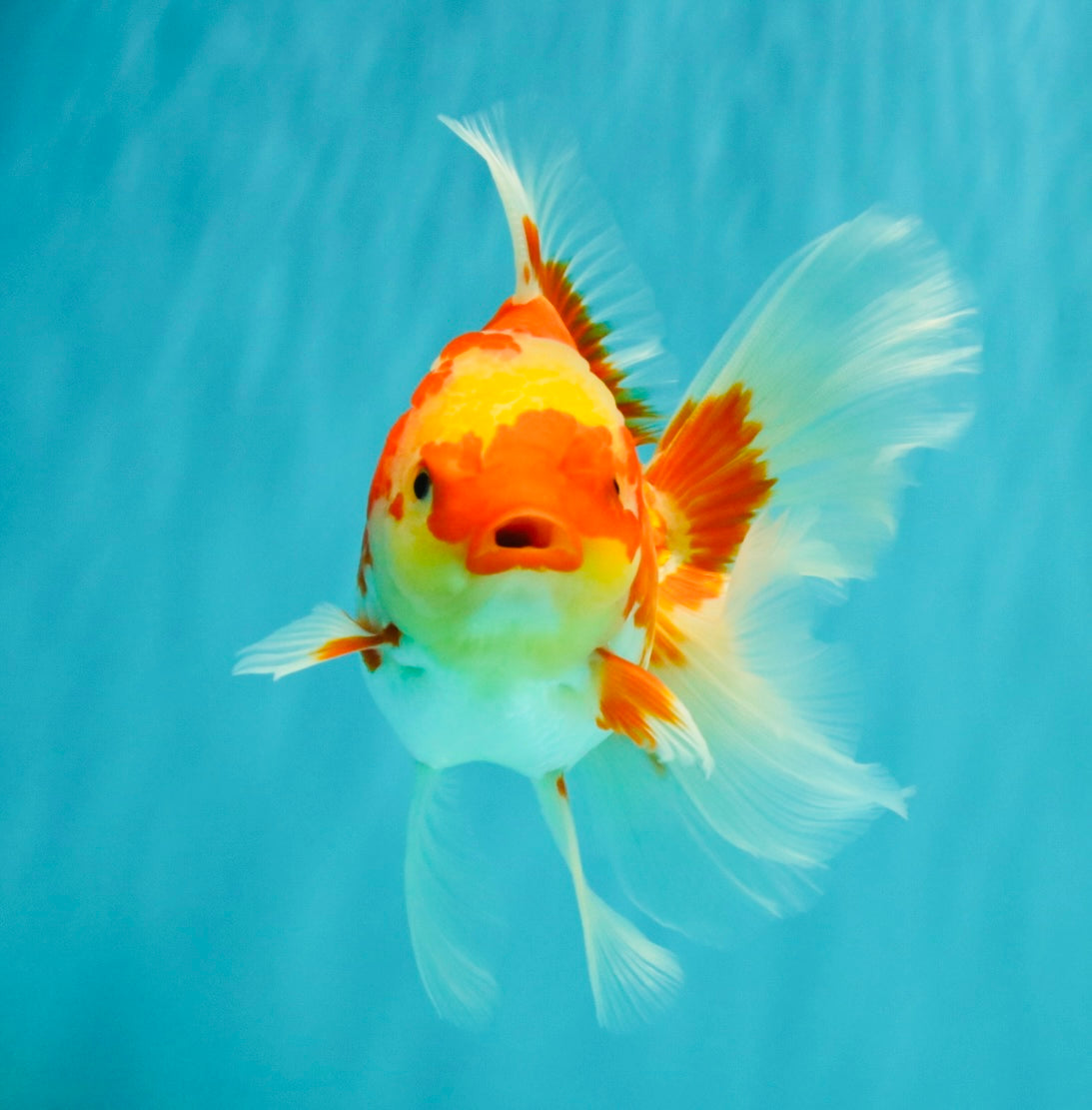 A Grade Red White Oranda Female 5.5 inches #071726OR_20
